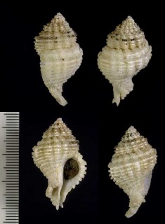 ソフィアサンゴヤドリ Coralliophila sophiae small