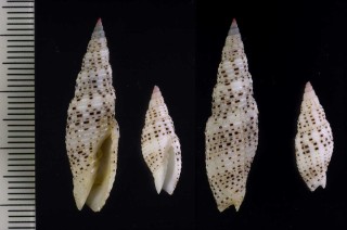 ホソアラフデ Domiporta gloriola small