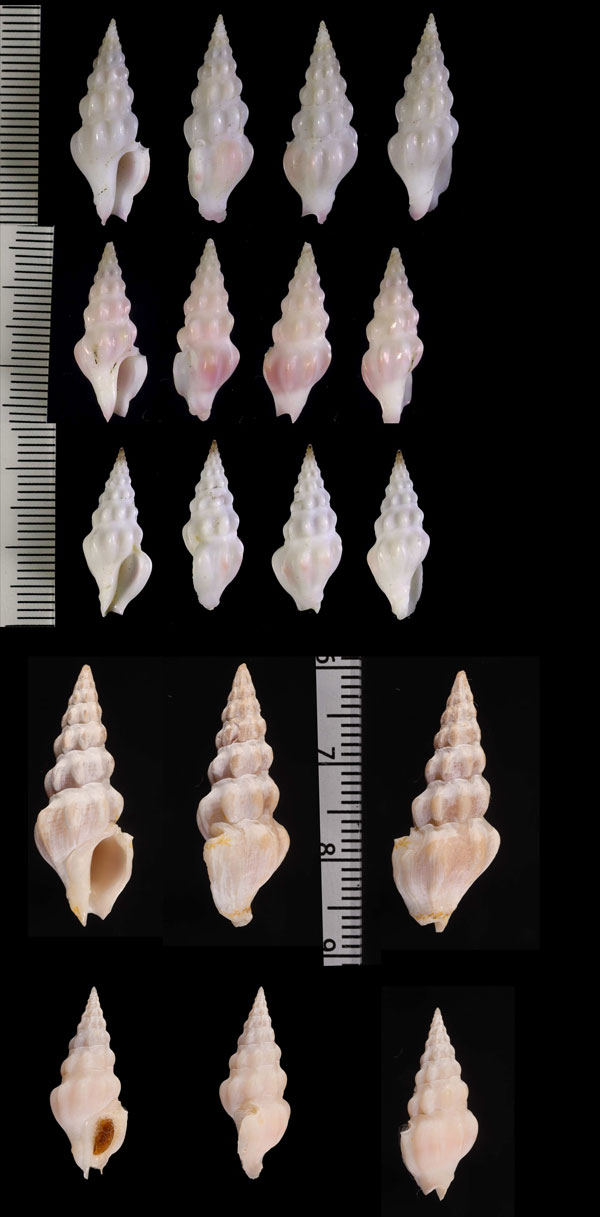 ヒヤシンスシャジク Drillia roseola small