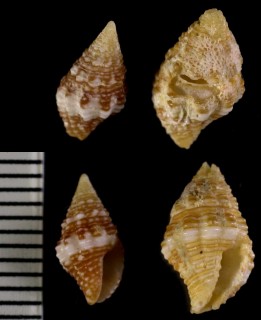 イトマキノシガイ Clivipollia recurva small