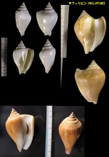 サザナミスイショウガイ Strombus canarium small