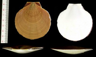 アラフラツキヒ Amusium pleuronectes australiae small