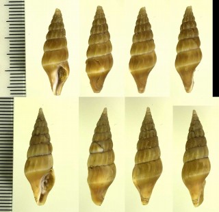 ロザリアクダマキの仲間 Clionella vilma small