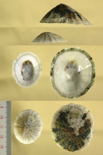モエギアオガイ Scurria viridula small