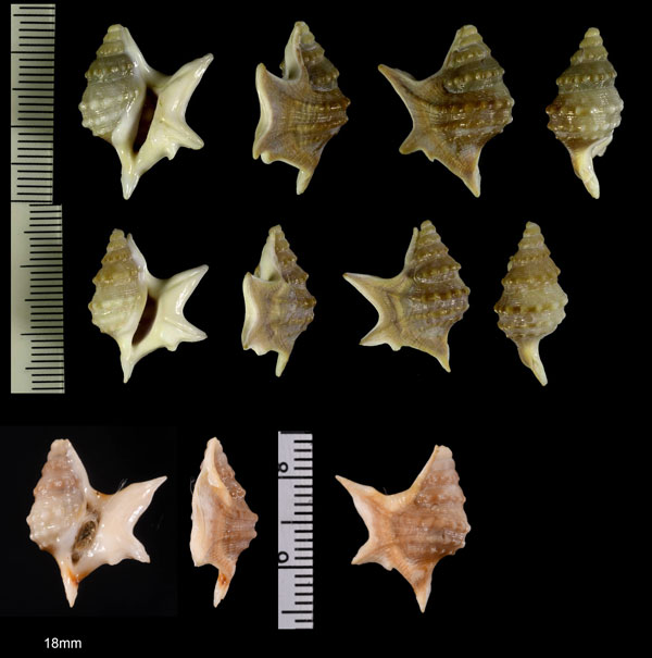 セネガルモミジソデ Aporrhais senegalensis small