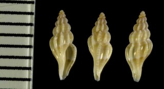 ウスイロマンジ Mangelia attenuata small