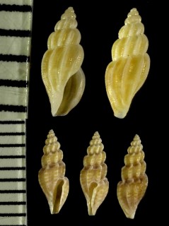 スミスマンジ (仮称) Mangelia smithi small