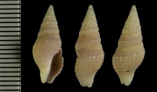 ニュージーランドシャジク Phenatoma novaezelandiae small