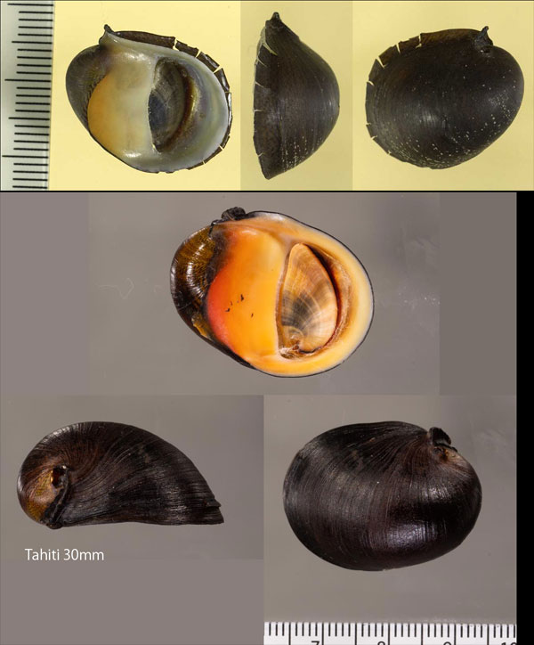 カナリカノコ (仮称) Neritina canalis small