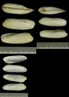 ニオナリイワホリガイ Petricola pholadiformis small