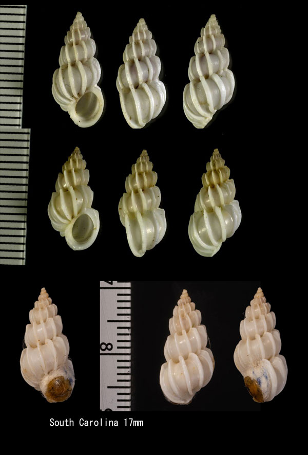 カタバリイトカケ (仮称) Epitonium angulatum small