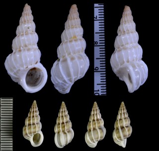 イトカケガイ類　南アフリカ Epitonium coronatum small
