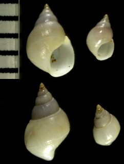 ミナベイトカケ Minabescala littorinoides small
