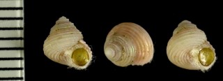 シタダミの仲間 南アフリカ Herbertina cognata small
