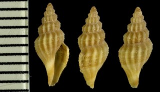 マンジガイの仲間02 Mangelia nuperrima small