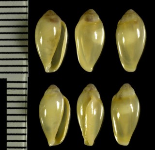 ヘリトリガイ類　南アフリカ Hydroginella agulhasensis small