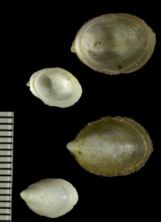 トサカツラ Capulus tosaensis small