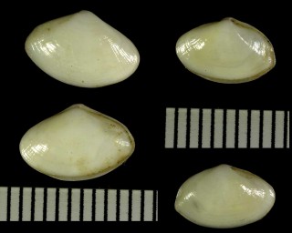 チレニアクチベニ Lentidium mediterraneum small