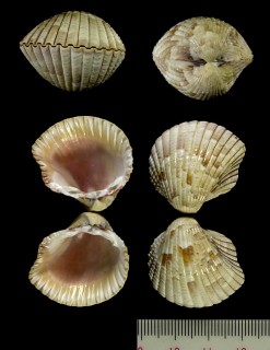 アツハナザル Trigoniocardia biangulata small