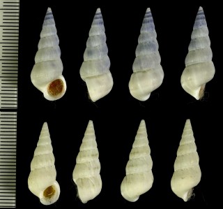 フトコブイトカケ Opalia granosa small