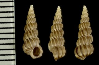 イトカケ類　西アフリカ Epitonium vittatum small