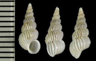 コウシイトカケ Epitonium clathratulum small