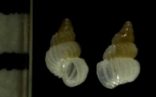 チベリイトカケ (仮称) Epitonium tiberii small