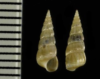 ミガキオホーツクイトカケ Acirsa subdecussata small