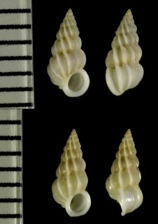 ヒヨコイトカケの一種 Epitonium zeteki small