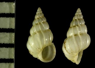 イトカケガイ類02 Epitonium oppositum small