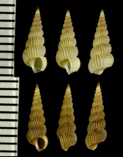 タイセイヨウカゴメイトカケ (仮称) Amaea retifera small