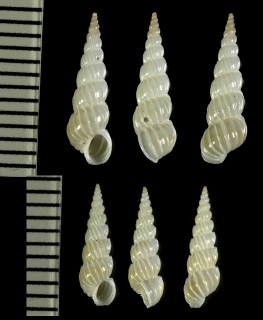 オダマキの仲間 Depressiscala nautlae small