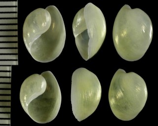 アメリカブドウガイの仲間02 Haminoea elegans small