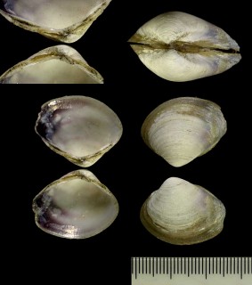 フロリダイリエシジミ Polymesoda maritima small