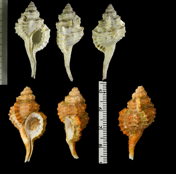 ゾウガイ Cymatium sinense small