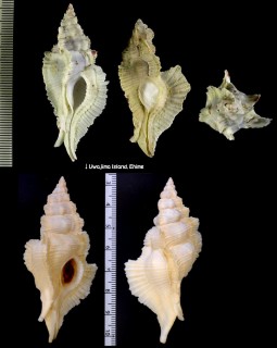 バショウガイ 芭蕉貝 Pterynotus alatus small
