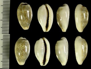 リュウキュウダカラ 琉球宝 Blasicrura luchuana small