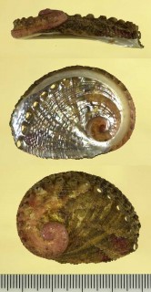 スジマキアワビ Haliotis queketti small