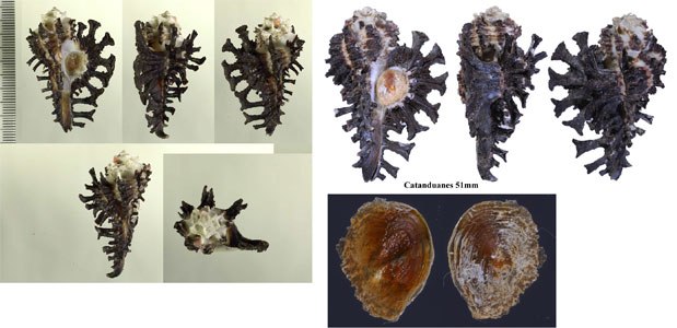 トゲナガイチョウ Homalocantha scorpio small