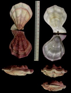 エゾキンチャク Swiftopecten swiftii small