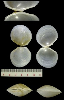マルハネガイ Ctenoides philippinarum small