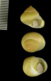 キューバのヤマキサゴの仲間 Caldiviana acuminata small