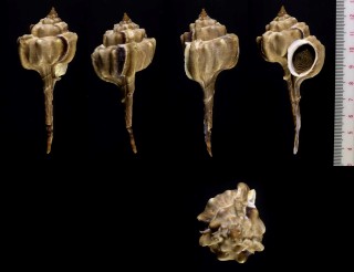 サツマツブリボラの仲間 Haustellum fallax small