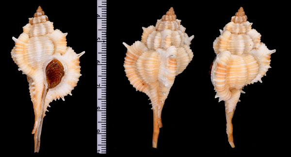 フィリピンツブリボラ Vokesimurex mindanaoensis small