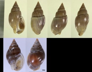 チャイロヨフバイ (チャイロヨウバイ) Nassarius micans small