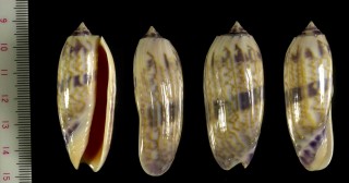 ムラサキジュドウマクラ Oliva miniacea azemula small