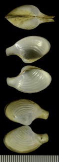 ヒナノシャクシガイ Plectodon ligulus small