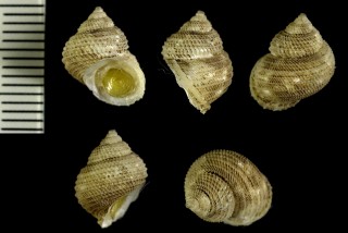 クロシオビクシタダミ Danilia kuroshio small