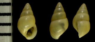 アオサミズツボ Peringia ulvae small