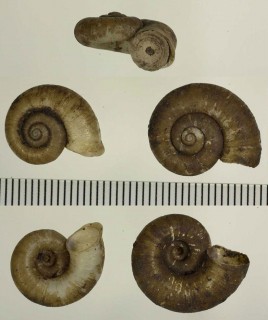 トラフクチヒレアツブタ Pterocyclus tenuilabiatus small